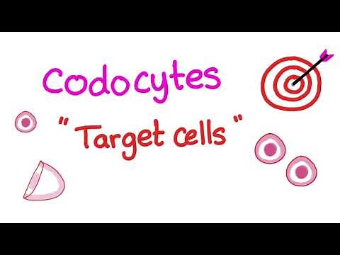 Codocytes (Target Cells) - Hematology Labs