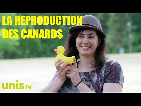 La reproduction des canards