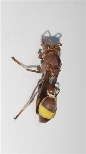 Up Close with a Paper Wasp #paperwasp #nature #entomology