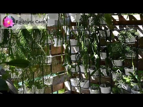 Rhipsalis care and propagation