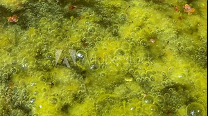 Freshwater algae Spirogyra release oxygen into the air, oxygen synthesis in water bodies