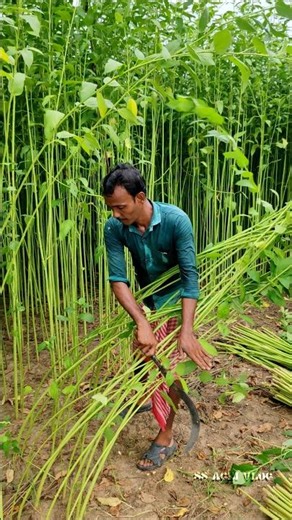 Farmer Rushes to Harvest Jute as Prices Soar #shorts