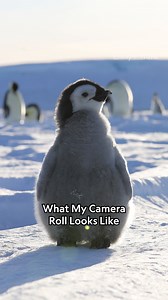 You can never have too many penguin photos 🐧 #SecretsOfThePenguins is now streaming on Disney and Hulu. | National Geographic Animals