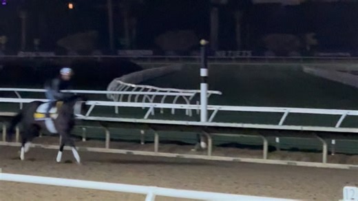 MINDFRAME with an early gallop this morning, one lap over Del Mar, looking in perfect condition ahead of the Breeders Classic 2025 MINDFRAME con un galope temprano y luciendo en perfectas condiciones sin haberse afectado por el viaje costa a costa de Saratoga a Del Mar | Agentes 305