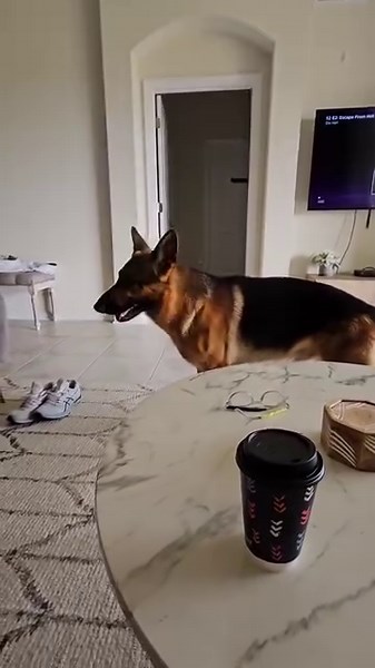 610K views · 27K reactions | Only God knows how many times I've had to do this in the last 2 years. #mikelalicich #buddyandmikespal | Mike W Lalicich | Facebook