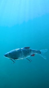 Underwater action of our new #RickyInline 👀 The 35cm size starts swimming at 0.6knots /1.1km/h, combined with our #hyperrealistic real fish print colour technology and hand painted details, Ricky Inline is set to lure big pike to take a bite! Available from January '25. #westinfishing #hyperrealistic #rickyinline | Westin-Fishing