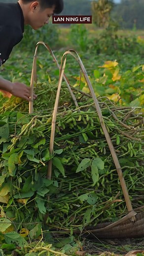 Green tofu, made from freshly picked green and yellow soybeans, yielding a refreshing emerald green tofu, a special Chongyang Festival delicacy of autumn #ChongyangFestivalInTheVillage #DouyinNewFarmers #NewFarmerPlan2025 #DouyinBeautifulHarvestFestival #YoungCreatorsGrowthPlan | Lan Ning Life