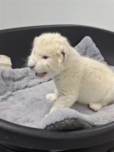 Familia de leones blancos de Timbavati crece en el Zoológico Las Delicias de Maracay La Leona Camatagua dio a luz a una hembra y un macho que fueron atendidos por los veterinarios del parque, quienes garantizaron a la madre las mejores condiciones para que la felina tuviera un parto natural y sin complicaciones. Los dos recién nacidos presentan dinámicas de cuidado distintas. Uno de los cachorros está siendo amamantado de manera natural por su madre, mientras que el otro requiere de alimentación