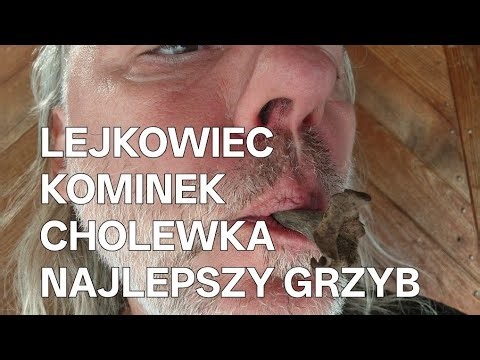 Lejkowiec dęty, cholewka, koninek, wronie ucho. Czy jecie tego grzyba i jak go nazywacie?