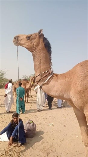 tallest Camel in the world 🌍