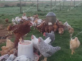 5 to 8 weeks old Pullets-Various Breeds