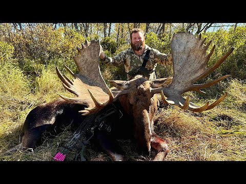 MOOSE AT ARMS LENGTH!!! GIANT ARCHERY MOOSE HUNT - Stuck N The Rut 216