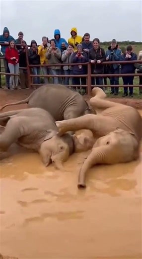 The Muddy Puddle Splash / Vũng Nước Bùn