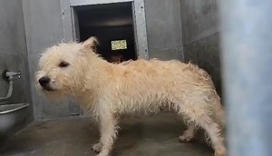 OPCA Shelter Network Alliance on Reels