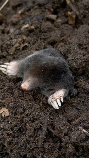 Did You Know the Star-Nosed Mole Has 23 Nose Tentacles? ⭐ #Shorts
