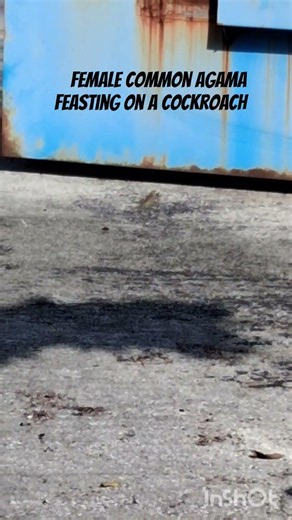 Invasive species of Florida: the Common Agama #chroniclesofmylife #hiddengems