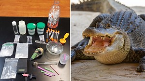 Police department clarifies 'the meth-gator is not real' after drug-flushing warning goes viral