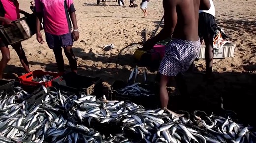 Hundreds of people have flocked to the shores of South Africa's east coast city of Durban this week to reel in the small, wriggling fish - or watch those laboring with nets and crates - during the annual sardine run | Reuters