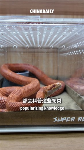 91K views · 665 reactions | As the Year of the Snake slithers in, an intriguing trend has emerged – petting snakes. Dedicated shops offering interactive experiences with pet snakes and other reptiles have become trendy destinations in #Shanghai. | China Daily | Facebook