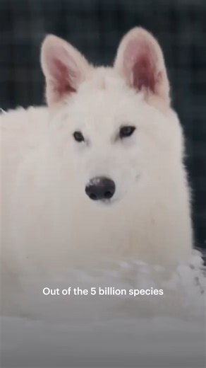 The genetics startup Colossal has re-created the dire wolf, which went extinct some 12,000 years ago. The New Yorker writer D. T. Max—the first journalist to meet the wolves—discusses how the company re-created the animals, and whether they can be truly considered dire wolves. Read his report: https://newyorkermag.visitlink.me/LLxOlo | The New Yorker