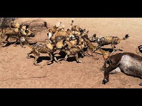 Rescued african wild dogs feeding in Botswana - Nourrissage de lycaons