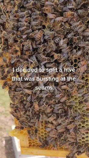 Creating a Walk Away Split with a Beehive