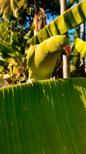 funny parrot🦜 #talkingparot #birds
