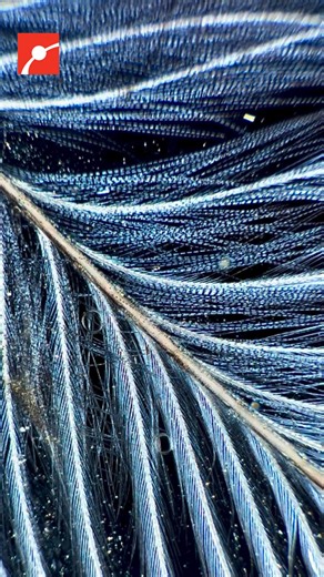 Feathers: ancient, engineered, and way more than just for flight. 🪶 Our friend Chloé Savard, also known as tardibabe on Instagram headed to Bonaventure Island and Percé Rock National Park and a feather from a Northern Gannet (Morus Bassanus) which sparked a deep dive into the story of feathers themselves. The earliest known feathered bird, Archaeopteryx, lived over 150 million years ago and likely shared a common ancestor with theropod dinosaurs. Thousands of fossil discoveries reveal that many