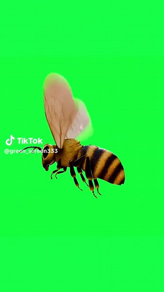 Exploring the Fascinating World of Bees