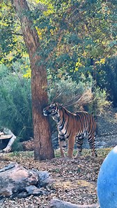 7K views · 299 reactions | Did you know that Tigers can communicate...