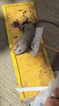 please don't use mouse trap pad 🙏 🥺#ytshorts #save #help #humanity