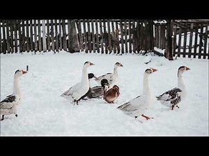 Domestic Geese Noises | Animal Sounds