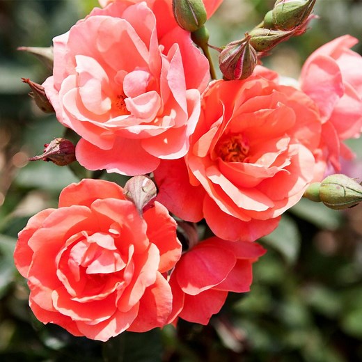 Coral Knock Out® Rose Shrub