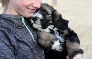Dog Daycare & Only Downtown Minneapolis Outdoor Play Yard 5⭐️