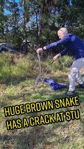 Huge Brown Snake Strikes! Sunshine Coast Snake Catchers