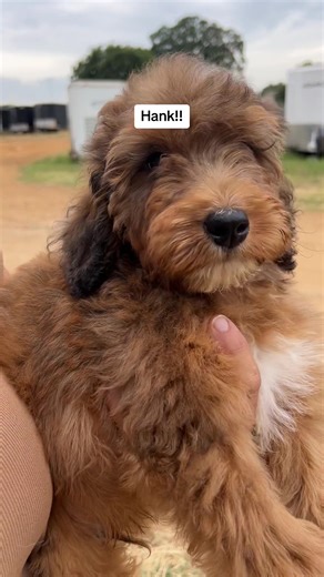 Mini Bernedoodle Puppy for Sale - Hank