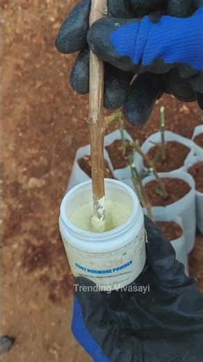 ✨Root Hormone Transforms Cuttings into Thriving Plants! 🌱 #nursery #grafting #plants