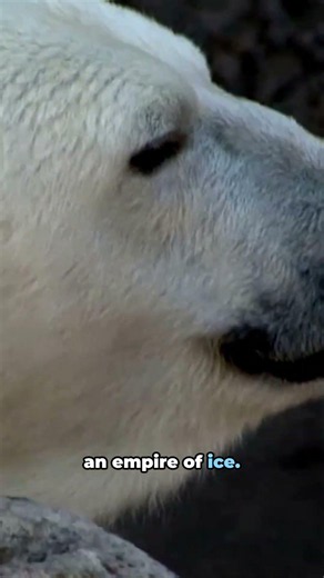 The Largest Land Carnivore on Earth! ❄️🐻