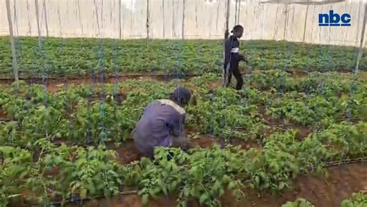 The Ministry of Agriculture and the Environmental Investment Fund of Namibia (EIF) have revamped the Warmquelle and the Khowarib green scheme projects in the Kunene Region under the IREMA project. About N$34 million was invested in rehabilitating the two government agricultural projects, which had minimal production. Through the utilisation of solar power and advanced agricultural technologies, the schemes have recommenced operations, thereby contributing to food security and enhancing rural liv