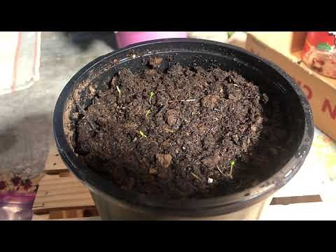 How to grow sycamore trees from seed