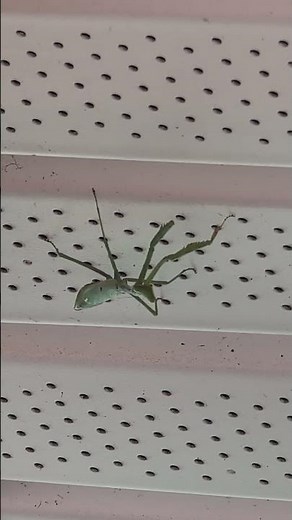 Praying Mantis ID: Spotting a Carolina Mantis in the Garden