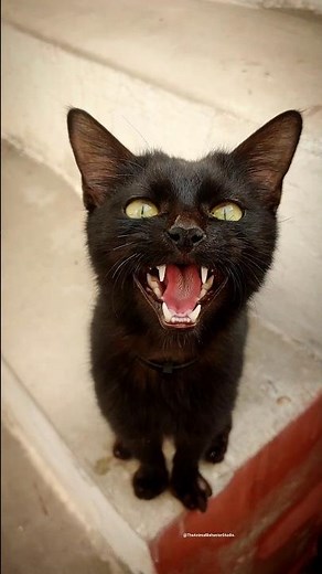 She is Talking! 🗣️🐱 ​#blackcat #catmeow #talkingcat