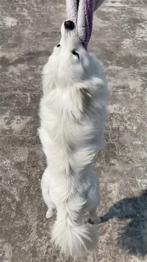 Chhota Package Bada Dhamaka! 💥 Is Ki Pakad Dekho || Indian Spitz Dog 🐕