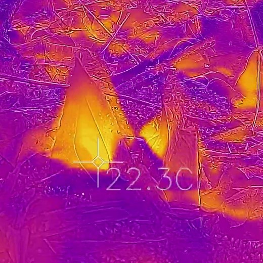 Hot Topic for Early Spring: Thermogenesis of Eastern Skunk Cabbage