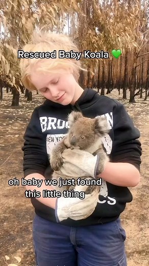 12K views · 841 reactions | Beautiful ❤️ ❤️ #koalafanworld #beauty #babykoala #koalapaper #koalabear #KOALA #koalachallenge #koalasampler #KoalaInsulation | Cute koala | Facebook