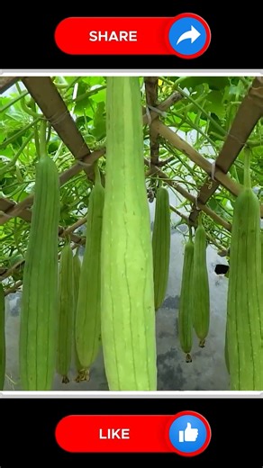 Loofah 👍🆕 | Small Vegetable Garden