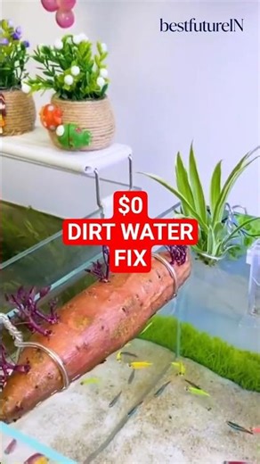 The $0 DIY Sweet Potato Filter you NEED! 🛑 (Stop wasting money) #lifehacks #usashorts #aquarium