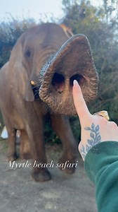 562 reactions · 20 shares | Booping all my amazing animal friends殺勺☮️ • Come meet them and more only at @myrtlebeachsafari • #notpets #elephants #elephant #animals chimp #chimpanzee #monkey #tiger #cats #bigcats #baboon #ape #caracal #serval #waterbuffalo #buffalos #cows #pets #animals #boop #boopthesnoot #boopmynose | Rio Lilly | Facebook