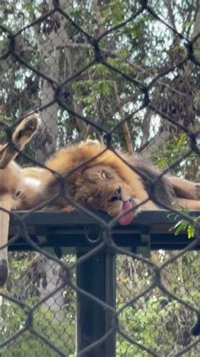 Lion Naps in Awkward Pose With Tongue Out