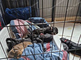 F1b cockapoos for sale - £850